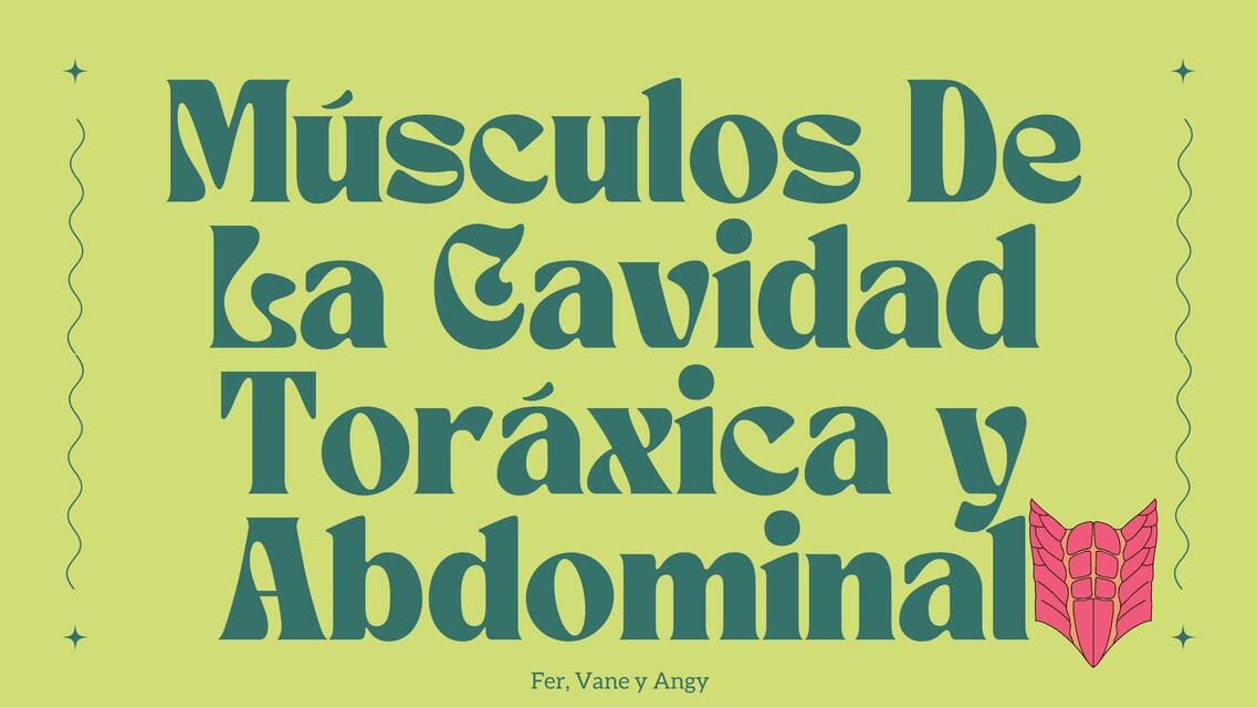 Cavidad torácica y abdominal localización e inervación 