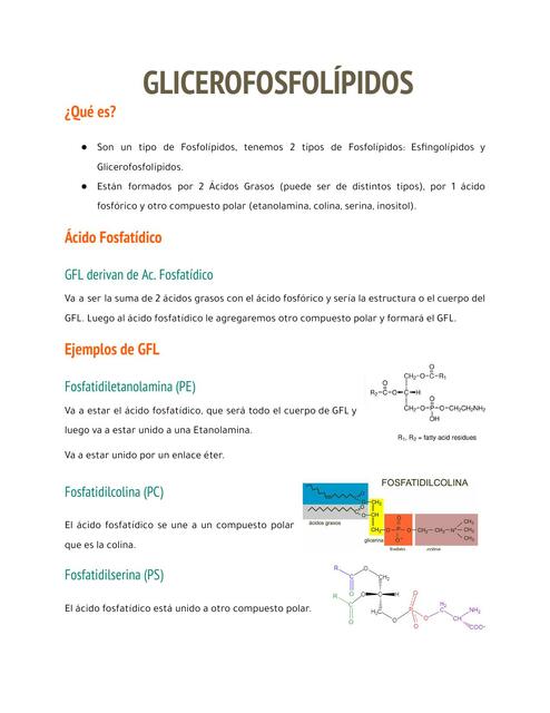 Glicerofosfolípidos 