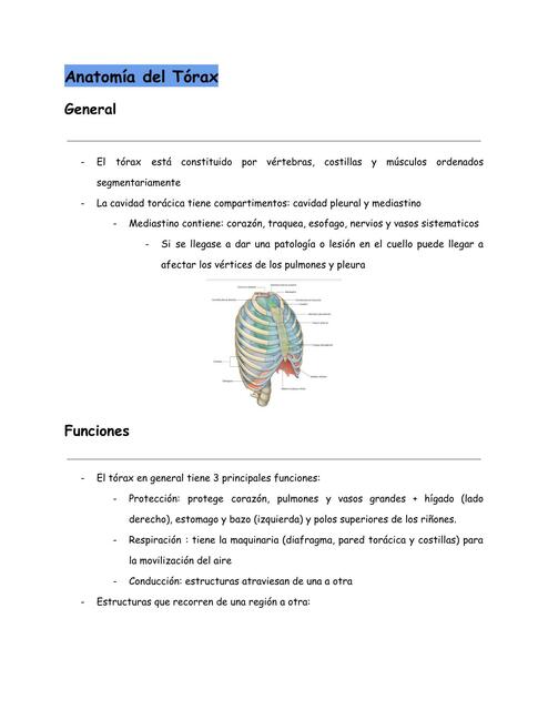 Resumen de Anatomía del Tórax 