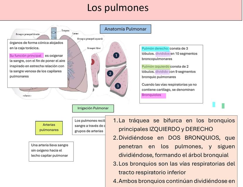 Anatomía Pulmonar y Epoc 