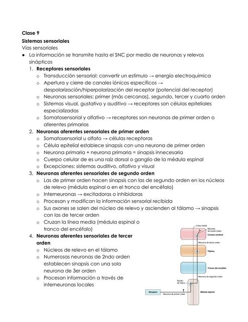 Sistema sensorial, somatosensorial y visión 