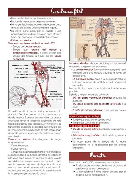 CIRCULACIÓN FETAL