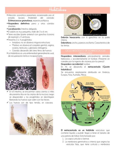 Hidatidosis Cisticercosis 