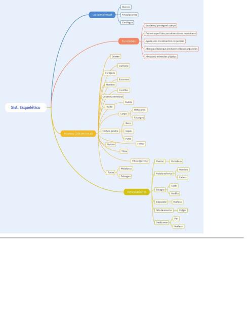 Sistema esqueletico