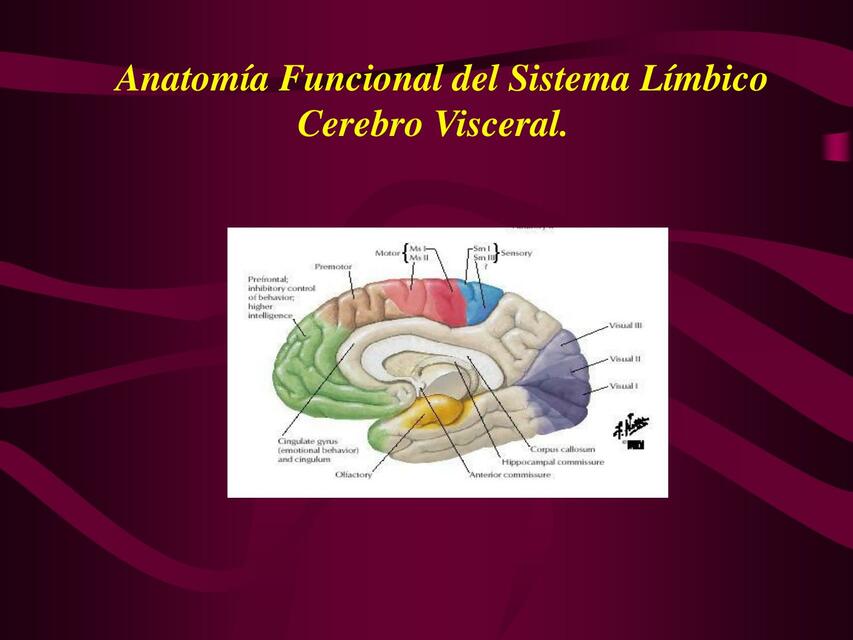 Anatomía Funcional del Sistema Límbico Cerebro Visceral 