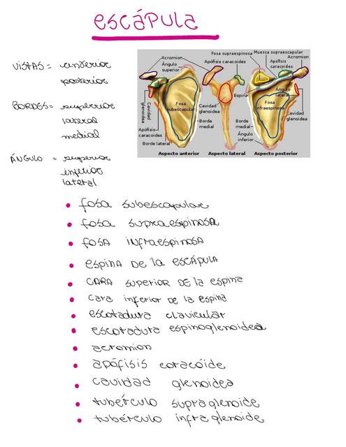 Escápula