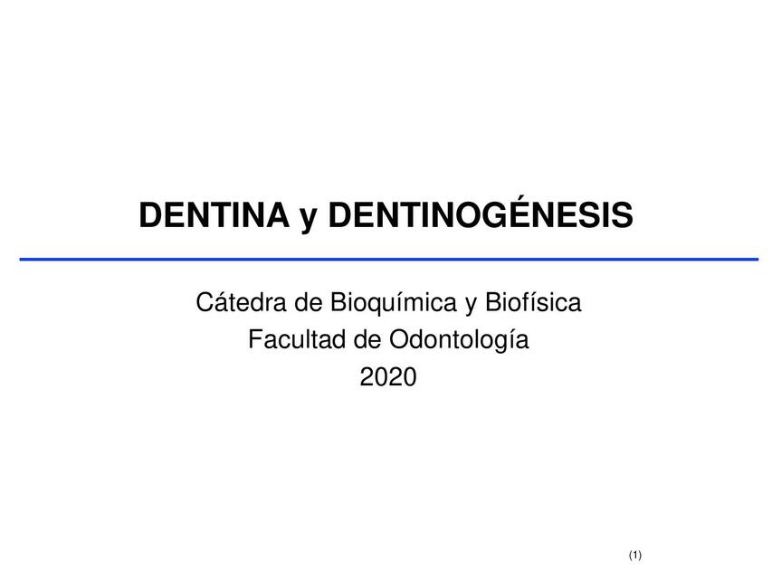 Dentinogénesis 2