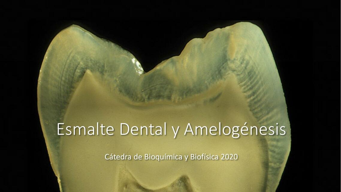 Esmalte y Amelogénesis 1