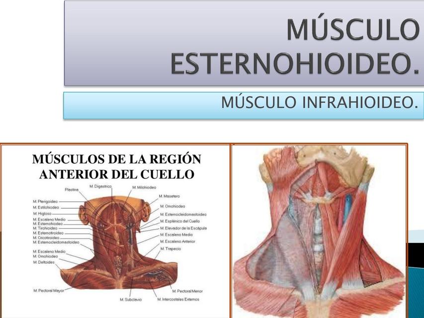 origen e inserción del músculo esternohioideo