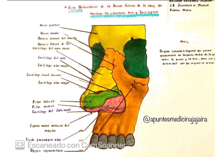 anatomía del cartílago de la nariz