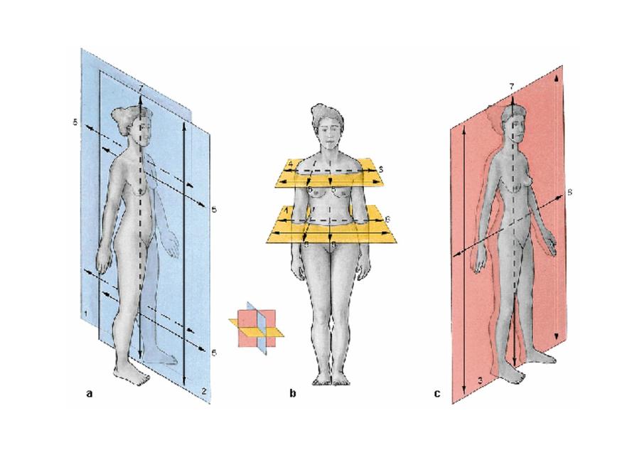 Anatomia en imagenes Sobotta