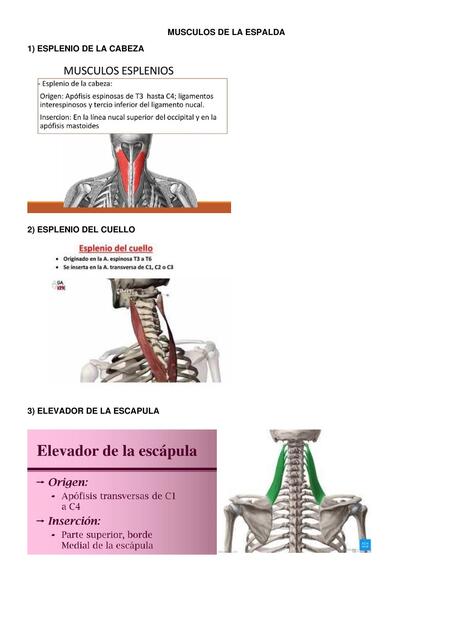 Músculos de la espalda