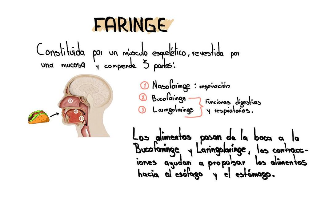 Faringe