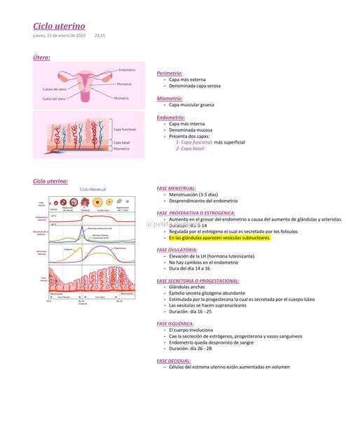 Ciclo uterino