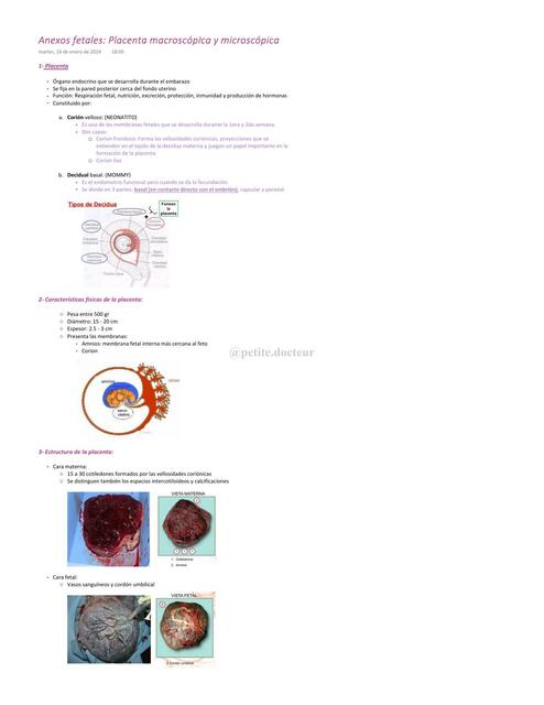 Anexos fetales: placenta macroscópica y microscópica