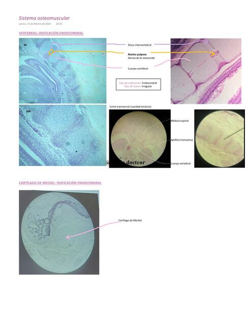 Sistema osteomuscular embrionario