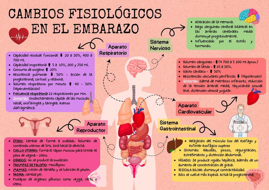 Cambios fisiológicos en el embarazo