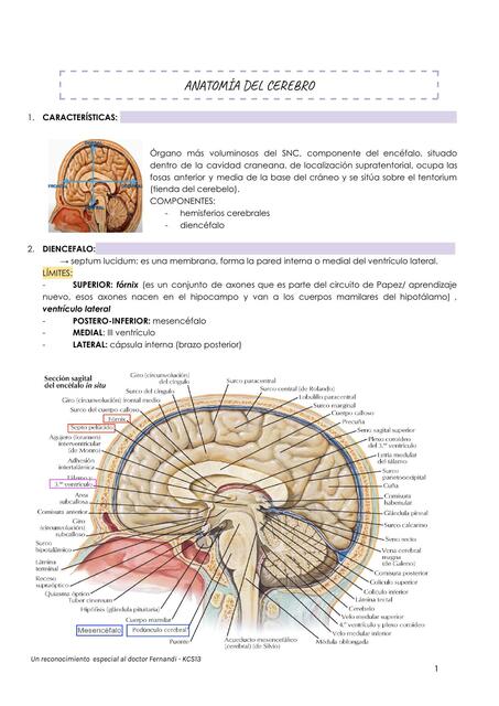 Anatomía del cerebro 