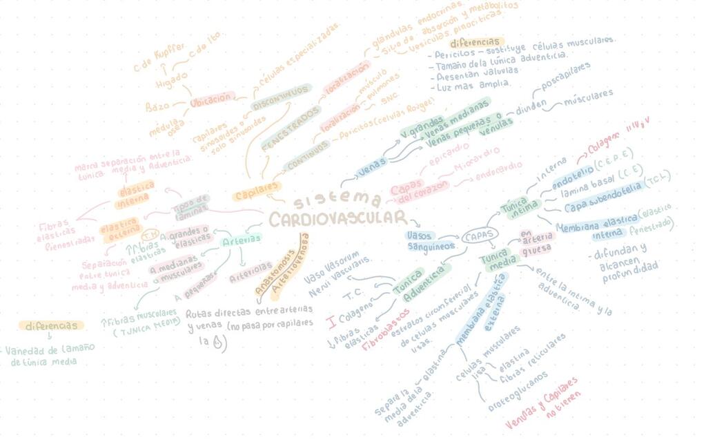 Sistema Cardiovascular