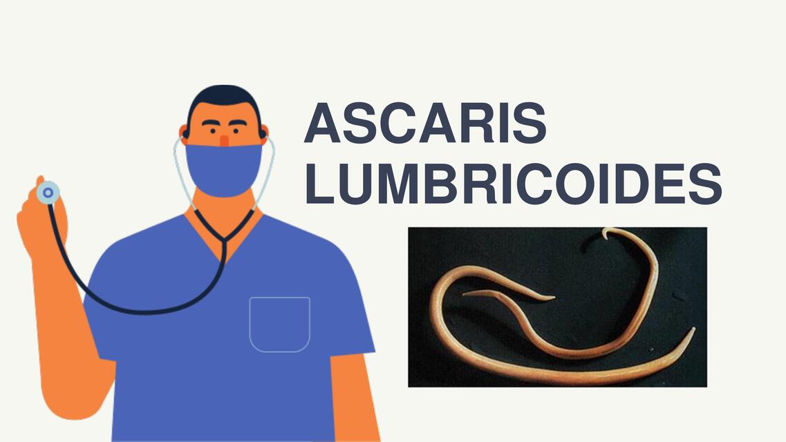 Ascaris lumbricoides 