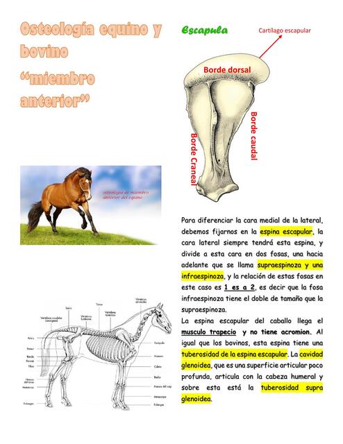 Osteología equino y bovino miembro inferior 