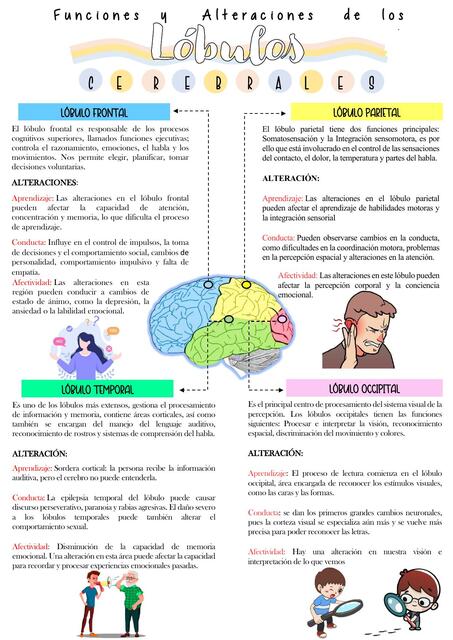 Funciones y alteraciones de los lóbulos cerebrales