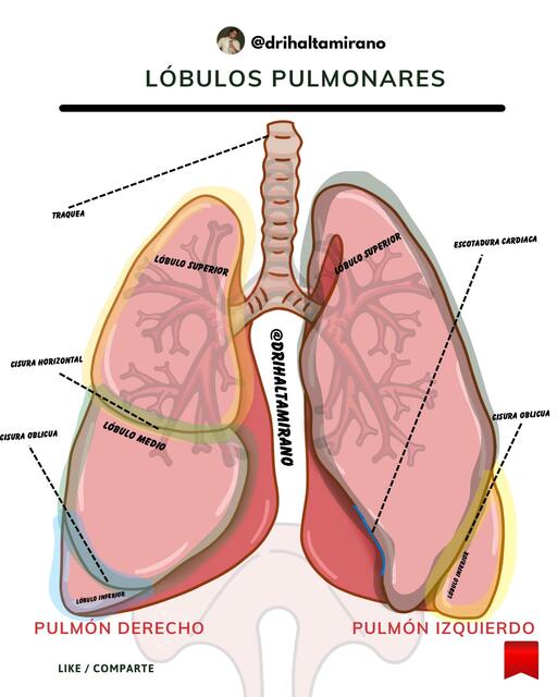 Lóbulos pulmonares