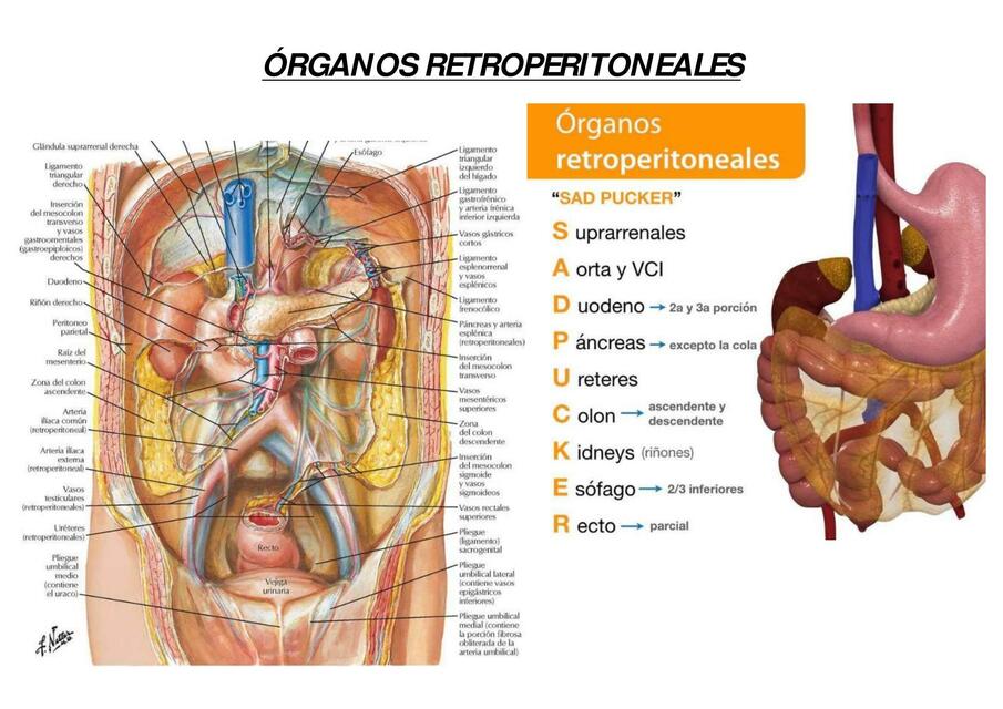 Órganos Retroperitoneales 