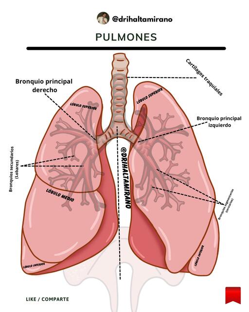 Pulmones 