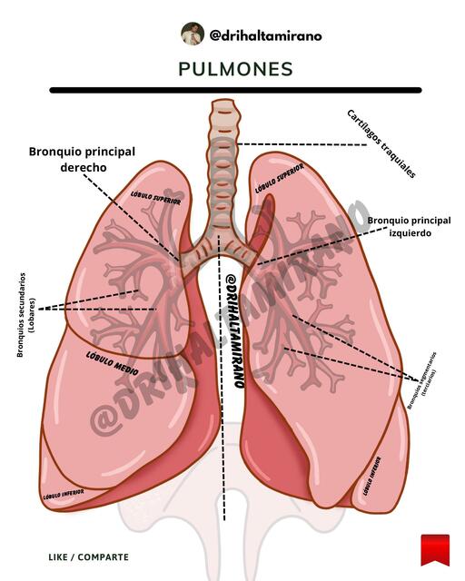 Pulmones iha