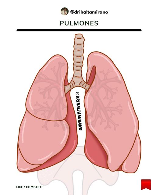 Pulmones PNG iha