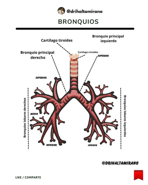 Bronquios