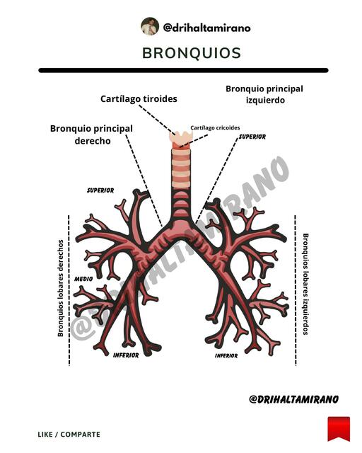 Bronquios 