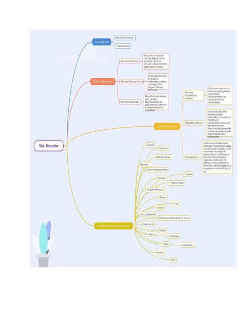 Sistema muscular 