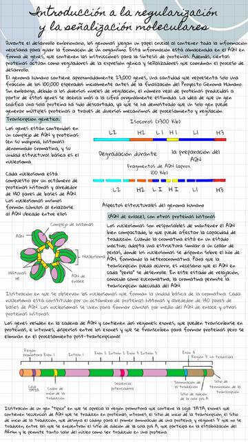 Regularización y señalización molecular embriología 