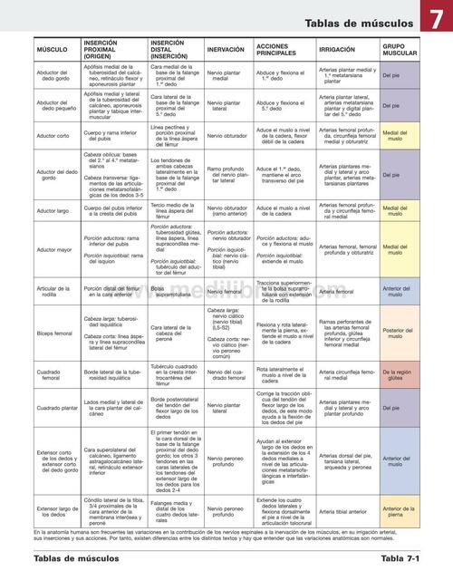 Tablas de Músculos 