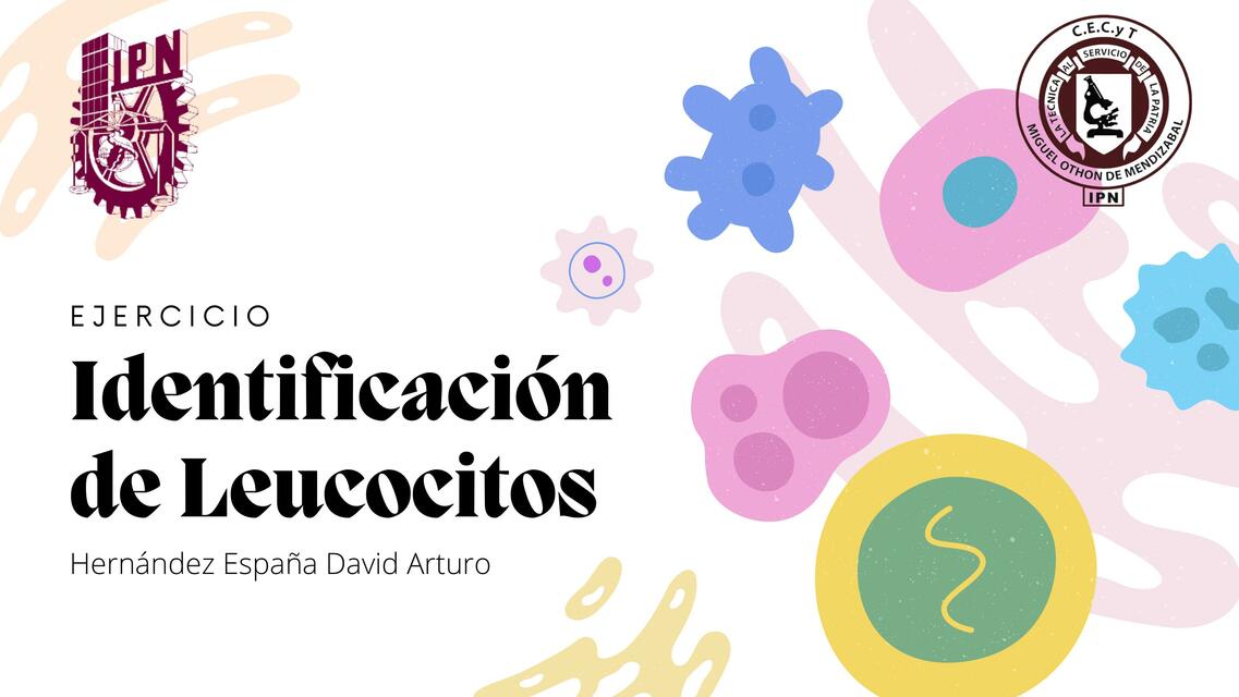 Identificación de Leucocitos