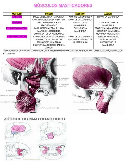 Músculos Masticadores 