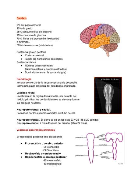 Cerebro