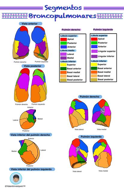 Segmentos Broncopulmonares