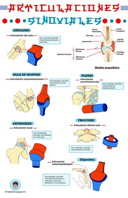 Articulaciones Sinoviales 