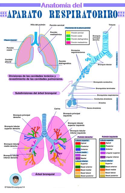 Anatomía Del Aparato Respiratorio