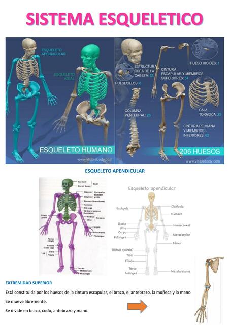 Sistema Esquelético 