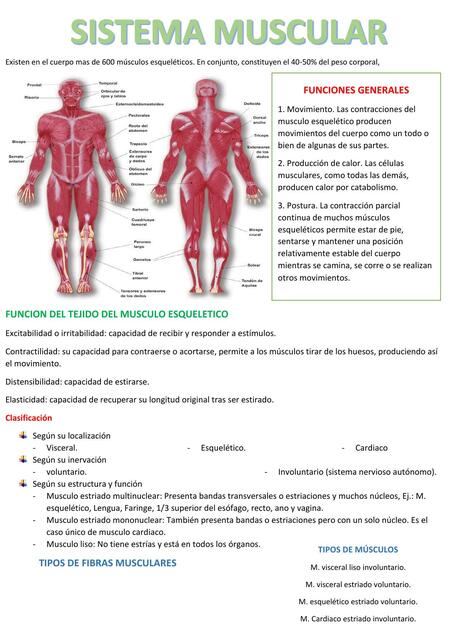 Sistema Muscular 