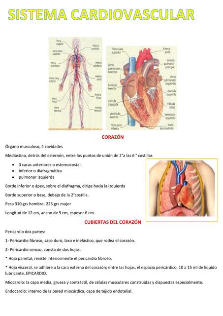 Sistema cardiovascular 