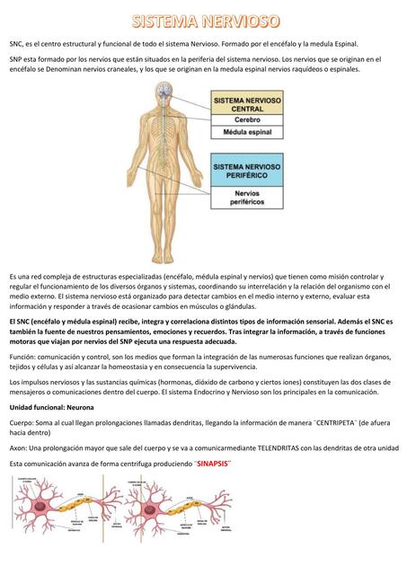 Sistema nervioso 