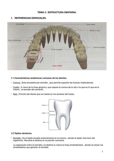 Estructura dentaria 