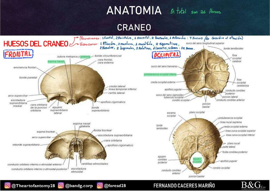 Craneo 