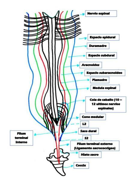 4.3. Medula espinal