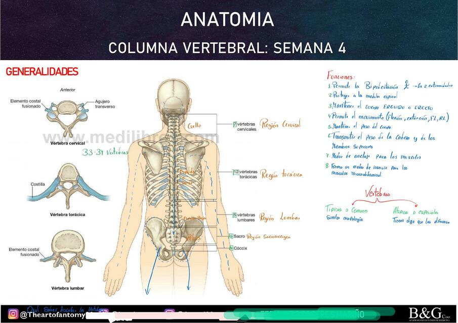 4.1. Columna vertebral